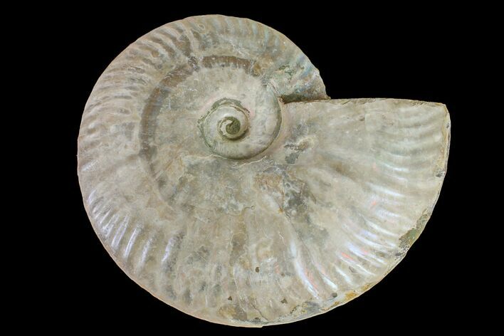 Silver Iridescent Ammonite (Cleoniceras) Fossil - Madagascar #159384
